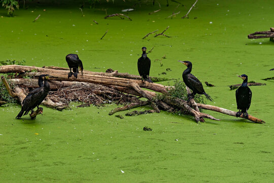 Black cormorants on the beams. Latin name - Phalacrocorax carbo sinensis