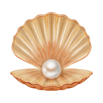 Watercolor illustration with a marine theme, featuring various shells, a spiral scallop shell, an open shell with a pearl. Children's, nautical, travel themes. Suitable for design, prints, postcards