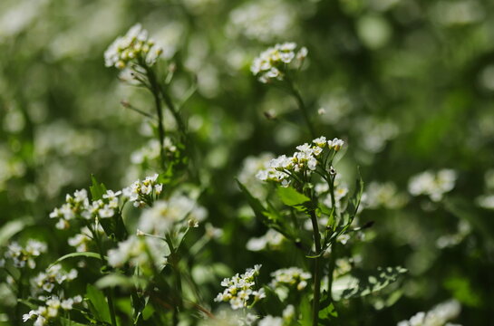 White ball mustard plant (Calepina irregularis)