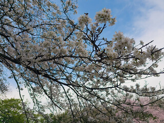 Obraz premium 神奈川県三ッ池公園で撮影した桜
