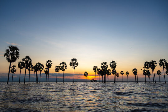 Borassus palms at sunset on Lake Tempe, Sulawesi, Indonesia