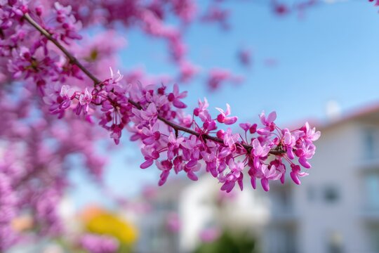Close-up of a branch of pink redbud tree flowers blooming in spring.