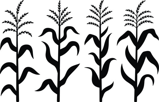 Set of corn plant silhouettes with leaves and tassels representing agriculture farming crops and maize growth stages minimalist design