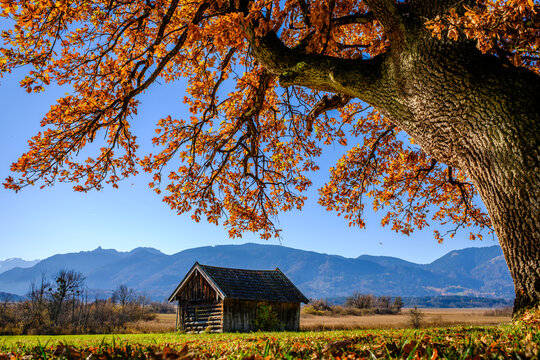 Wooden cabin with logs near green field and trees on sunny day in countryside