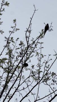 Parrots perched on thin tree branches against a soft gray sky in Athens, creating a calm urban wildlife scene with delicate silhouettes and natural contrast.