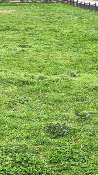 Flock of green parrots feeding on grass in Zappeion Garden, Athens, capturing urban wildlife in a natural Mediterranean park setting.