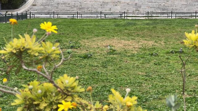 Flock of green parrots feeding on grass in Zappeion Garden, Athens, capturing urban wildlife in a natural Mediterranean park setting.