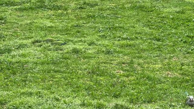 Flock of green parrots feeding on grass in Zappeion Garden, Athens, capturing urban wildlife in a natural Mediterranean park setting.