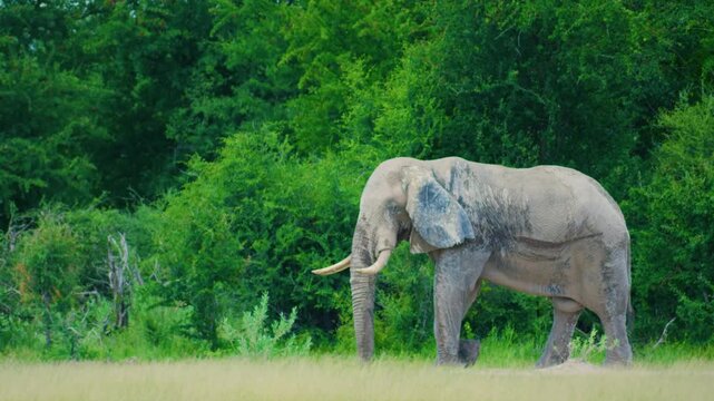 Slow motion footage of a male African Bush Elephant (Loxodonta africana) Walking towards the herd.