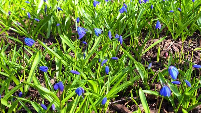 Blue scilla flower field in spring with fresh green foliage