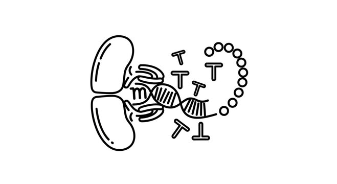 DNA replication process, helicase enzyme unwinding double helix, and DNA polymerase synthesizing new strand