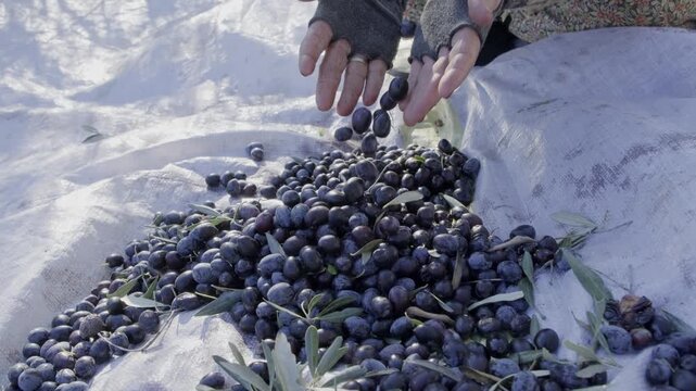 Farmer's weathered hands lovingly sorting a bountiful harvest of fresh, ripe black olives, an authentic display of traditional agriculture and organic food production