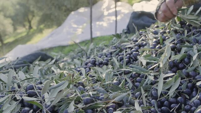Farmer hands sorting freshly harvested organic black olives and leaves for extra virgin olive oil production in a traditional italian grove during the agricultural season