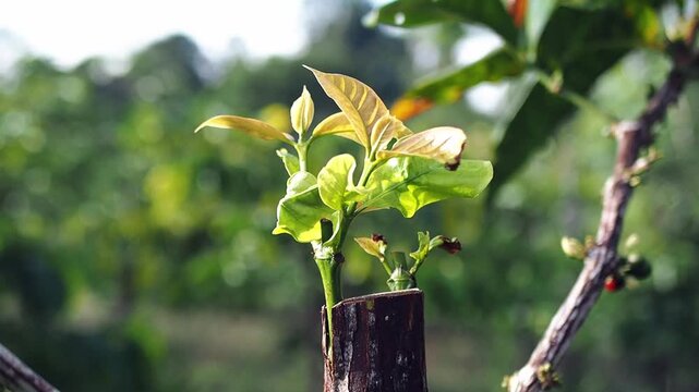 New Growth on Grafted Avocado Tree Branch.