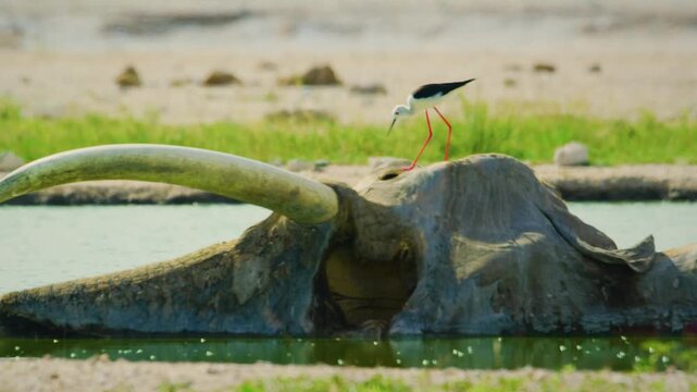 A Black-winged Stilt (Himantopus himantopus) eating insects from the dead body of an elephant.