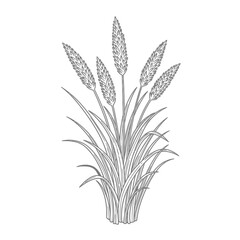 Fototapeta premium a botanical line art illustration of a natural clump of meadow grass with spikelets ideal for agriculture or plant-based designs.