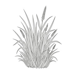 Fototapeta premium grass clump illustration of a natural plant element perfect for nature-themed designs with a vintage style.