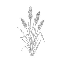 Fototapeta premium grass illustration plant vector botanical line art of clustered reeds growing perfect for natural growth concepts and design projects
