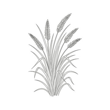 grain and wheat cereal crop plant illustration representing organic agriculture and natural food products on a clean white background