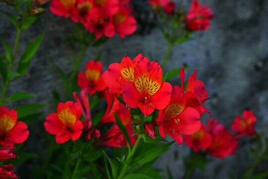 red flowers, Alstroemeria, Peruvian lily or lily of the Incas, in a garden 