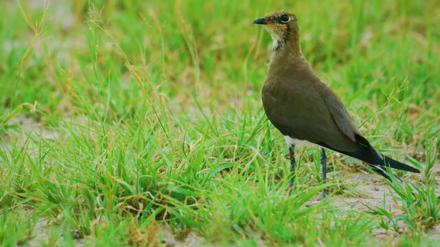 A collared pratincole (Glareola pratincola) bird foraging in Kenya.