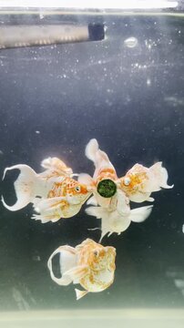 Close up of Gold and Dalmatian Molly fish rushing for food pellets