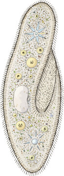 Paramecium caudatum illustration