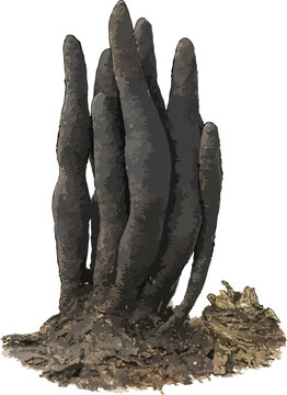 Xylaria polymorpha illustration