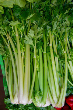 Bunches of fresh green celery stalks at the farmer's market