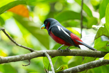Obraz premium Two colorful Black-and-red Broadbills perched on a branch in a natural