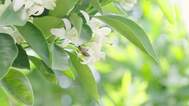 Honey bee collecting nectar from delicate white blossoms on a green leafy branch, showcasing the pollination process in a spring garden with a dreamy bokeh background
