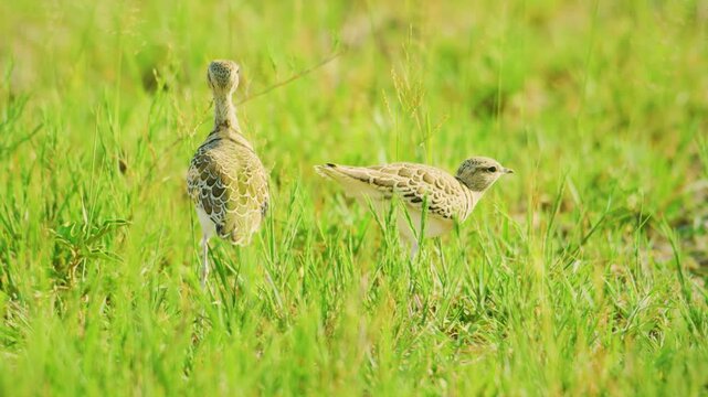 Two double banded courser (Rhinoptilus africanus) foraging in grass in Kenya.