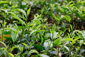 Fototapeta premium Fresh Tea Leaves in Plantation Natural Green Background