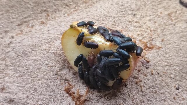 Mass of Adult Tenebrio molitor darkling beetles consuming an apple piece