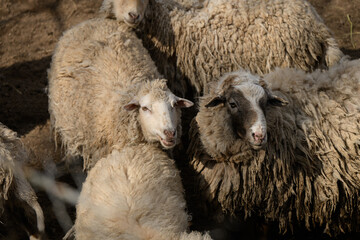 Naklejka premium Flock of sheep with thick wool in barnyard, group of domestic farm animals, organic livestock farming, wool production and agriculture concept, rustic rural life, animal husbandry portrait