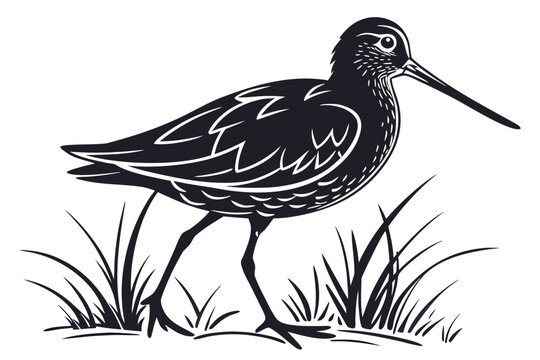 Elegant Black and White Shorebird Illustration.