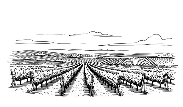 Ink sketch vineyard rows landscape vector grape field illustration