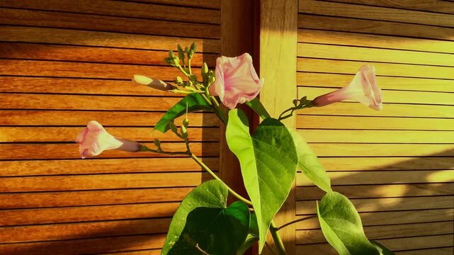 timne lapse/cinemagraph, 