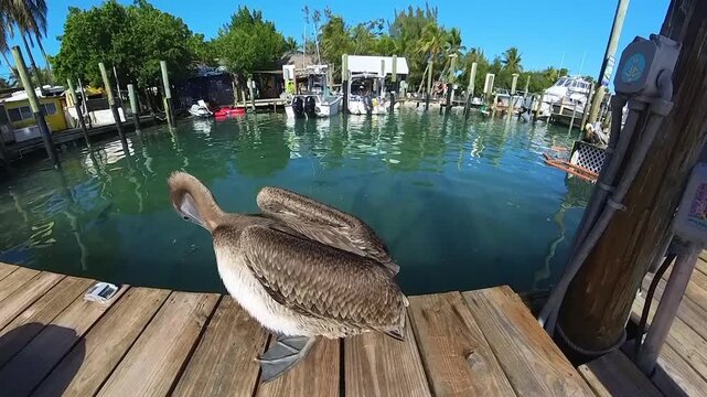 Coastal Grooming: 4K Close-Up of a Brown Pelican Preening on a Florida Keys Marina Dock