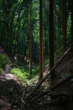 Path through the forest blocked by fallen trees.