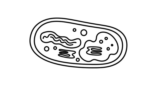 Chloroplast Diagram: Simplified Outline of Plant Cell Organelle for Biology Education
