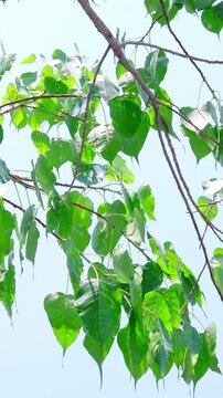 Cinematic Bodhi tree leaves swaying with sun flare in 4K, Thailand