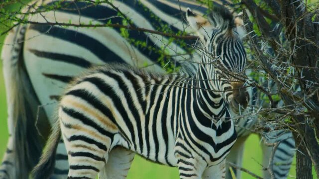 Slow motion footage of a young baby zebra grazing with her mother.