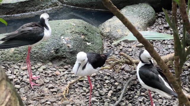 Black-winged stilts with long pink legs walking on rocky gravel ground.