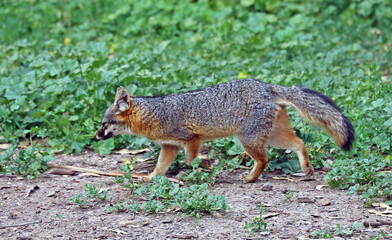 Obraz premium The Channel Islands fox is a species unique to California's Channel Islands off Santa Barbara