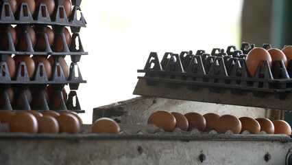 Fresh brown eggs on a collection tray in a commercial poultry farm. Industrial egg production, food...