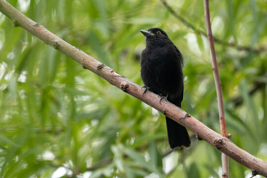 blue-billed black tyrant (Knipolegus cyanirostris) perching, seen in Buenos Aires, Argentina