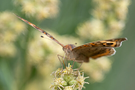 close-up of a beautiful butterfly Junonia genoveva, the mangrove buckeye