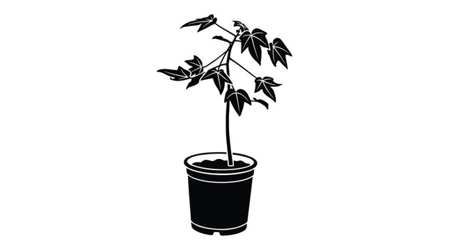 Papaya plant in plastic pot silhouette isolated on transparent layer.