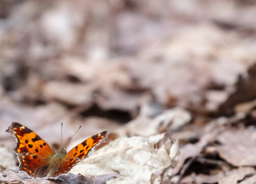 Satyr anglewing butterfly on spring forest floor